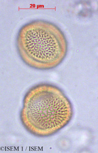 ISEM 1/Weberbauera_spathulifolia_29001/Weberbauera_spathulifolia_29001_0001(copy)_thumb.jpg